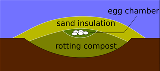 Illustration for article titled The Bird That Invented Home Insulation